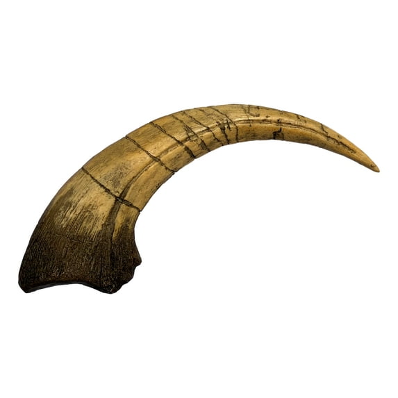 Megaraptor 12" Claw - Dinosaur Replica, Museum Quality