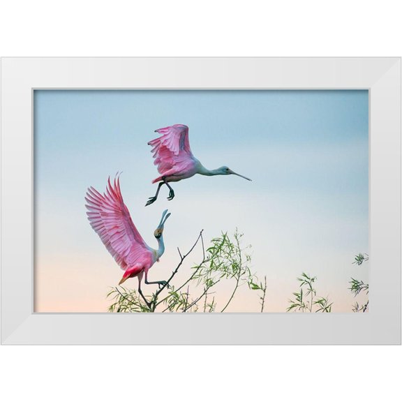 Mei, C. 14x11 White Modern Wood Framed Museum Art Print Titled - Rosy Pair (Roseate Spoonbills)