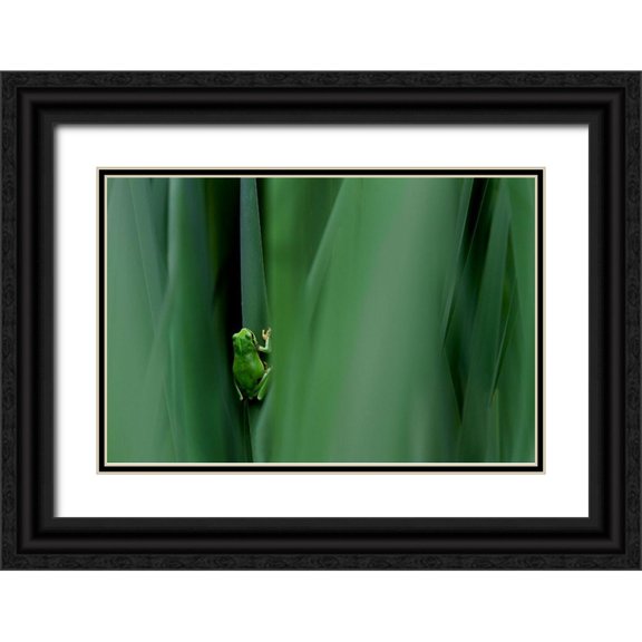 Mei, Massimo 14x11 Black Ornate Wood Framed with Double Matting Museum Art Print Titled - Stage Curtain