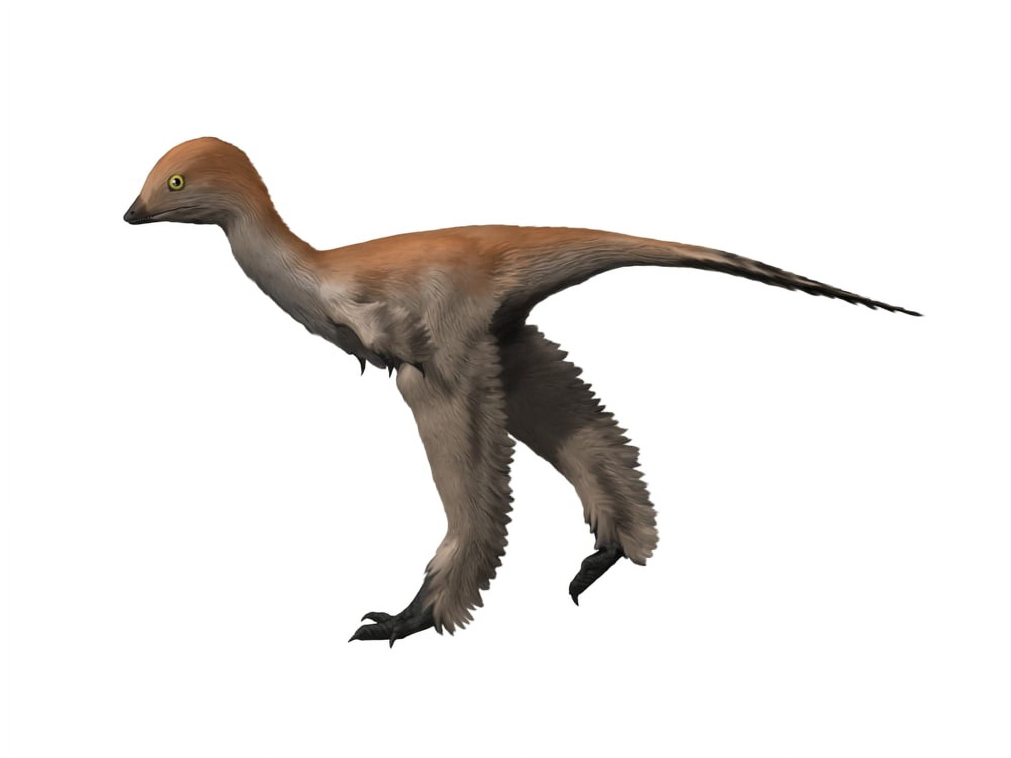 Mei long is a troodontid from the Cretaceous period of China Canvas Art - Nobumichi TamuraStocktrek Images (17 x 13)