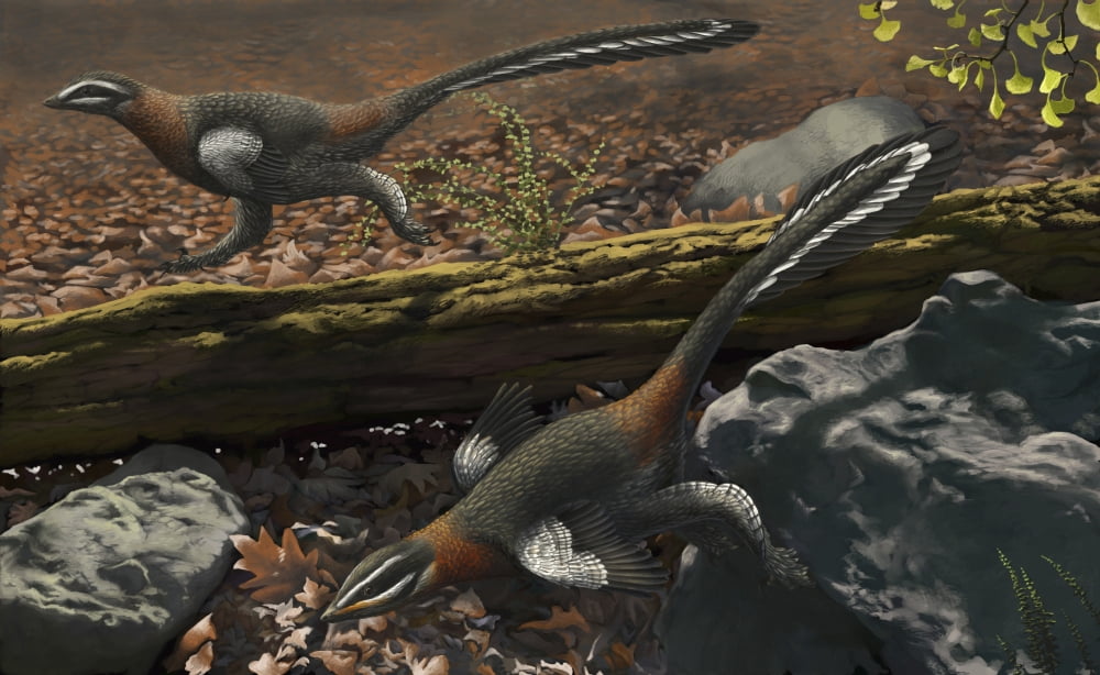 Mei long the famous troodontid in the sleeping position Canvas Art - Emily WilloughbyStocktrek Images (18 x 11)