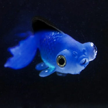 Meiiso Discounted Stock! Luminous Fish Sucker, Landscaping Fish Tank Decor Glowing Animal Ornament Aquarium Effect Aquarium Accessories, 6.63*3.12*0.78In