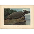 thumbnail image 1 of Meiolania, Extinct Genus Of Cryptodire Turtlea Poster Print By ® Florilegius Mary Evans (24 X 18), 1 of 3