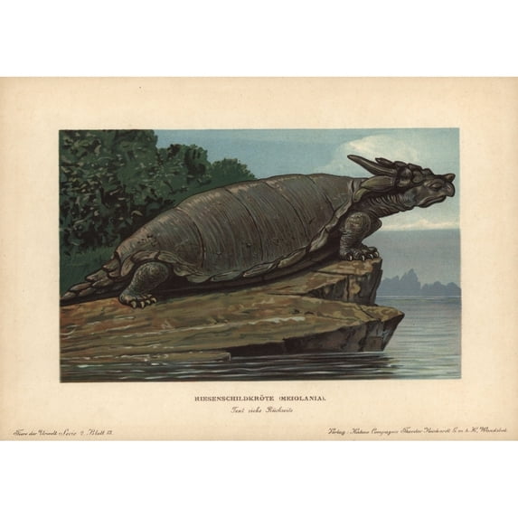 Meiolania, Extinct Genus Of Cryptodire Turtlea Poster Print By ® Florilegius Mary Evans (36 X 24)