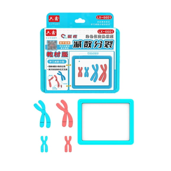 Meiosis Chromosome Change Model Biology Kit Teaching Instrument Compact Size Plastic for School Science Students
