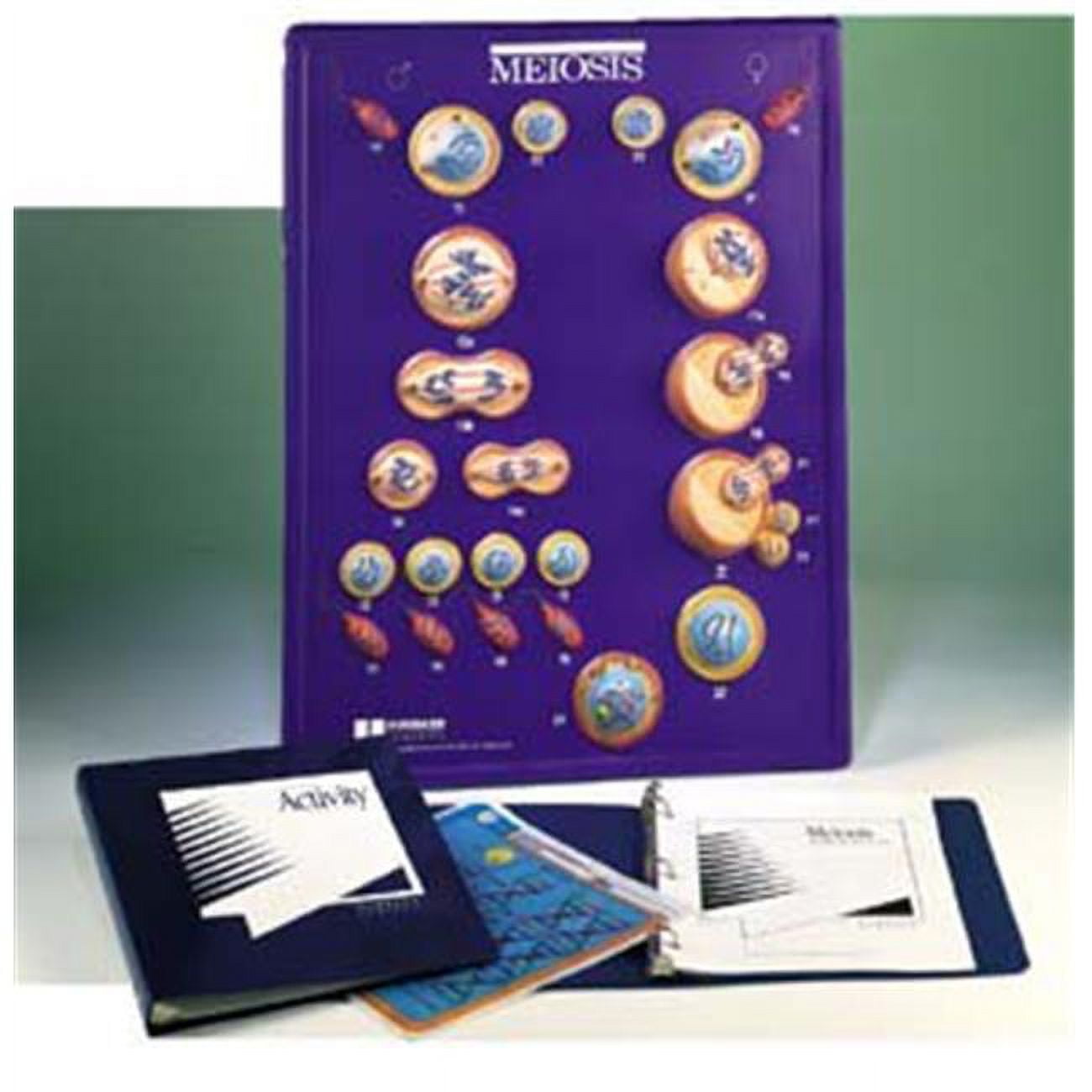 Meiosis Model Activity Set - Walmart.com