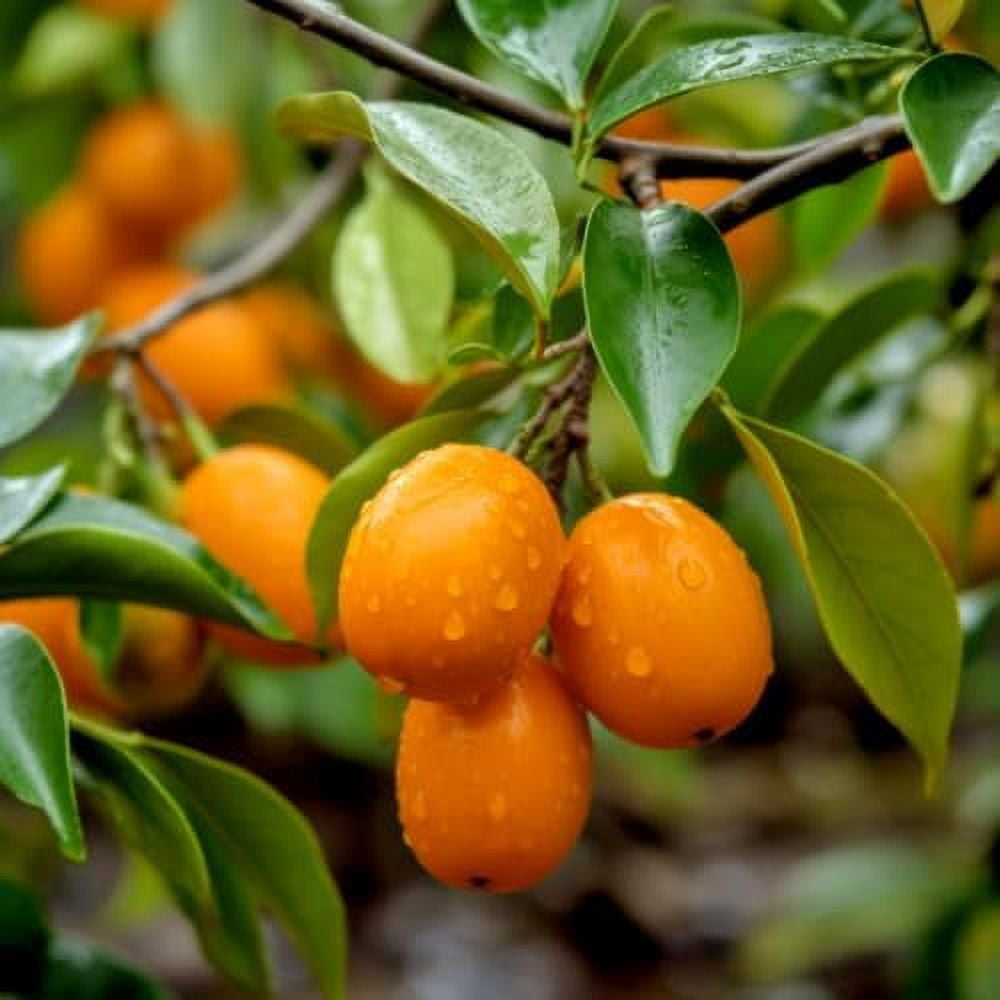 Meiwa Kumquat Tree 1224" Tall Live Plant Grafted Citrus Potted *NO Shipping to Ca, Fl