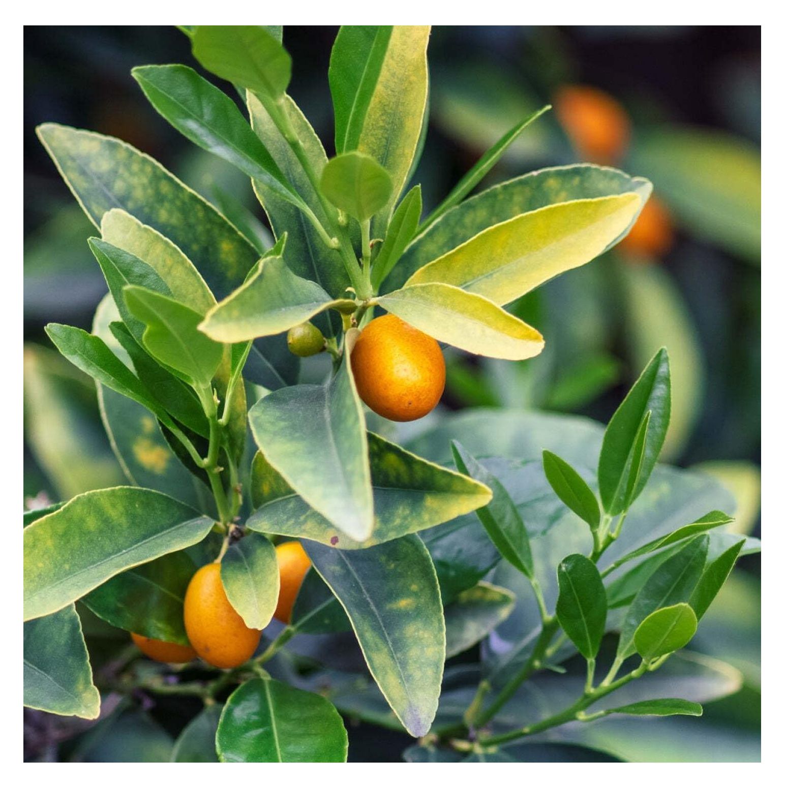 Meiwa Kumquat Tree 1824" Tall Live Plant Grafted Citrus Potted