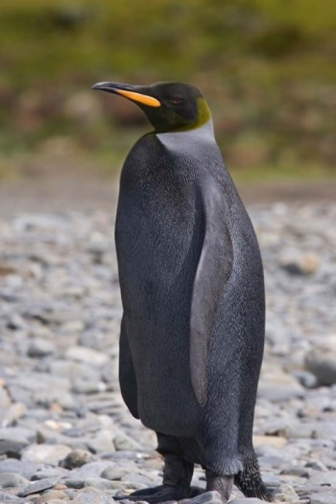 Melanistic king penguin King Penguins Canvas Art - Hugh Rose DanitaDelimont (11 x 17)