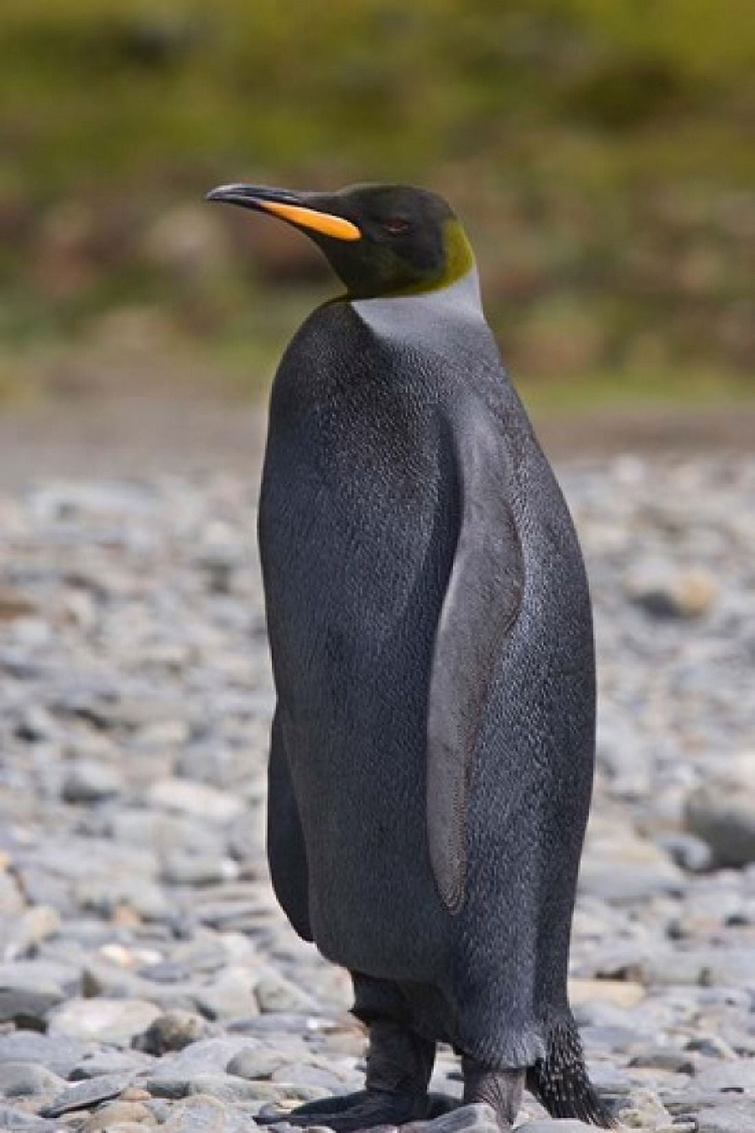 Melanistic king penguin King Penguins Canvas Art - Hugh Rose DanitaDelimont (23 x 34)