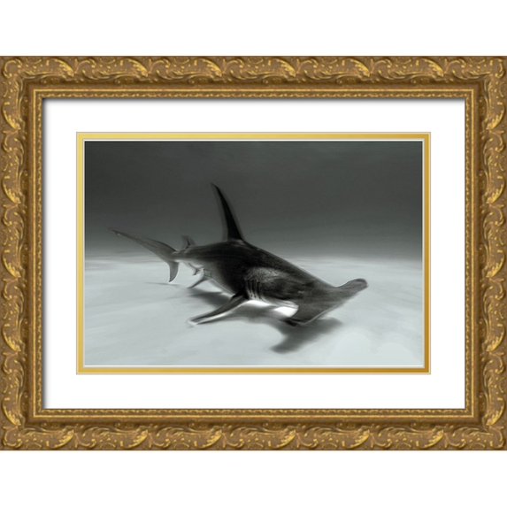 Melesan, Serge 24x17 Gold Ornate Wood Framed with Double Matting Museum Art Print Titled - Great Hammerhead