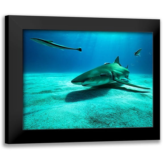 Melesan, Serge 24x19 Black Modern Framed Museum Art Print Titled - The Lemon Shark