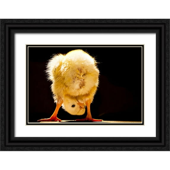 Meligy, Bassant 14x11 Black Ornate Wood Framed with Double Matting Museum Art Print Titled - Funny chick