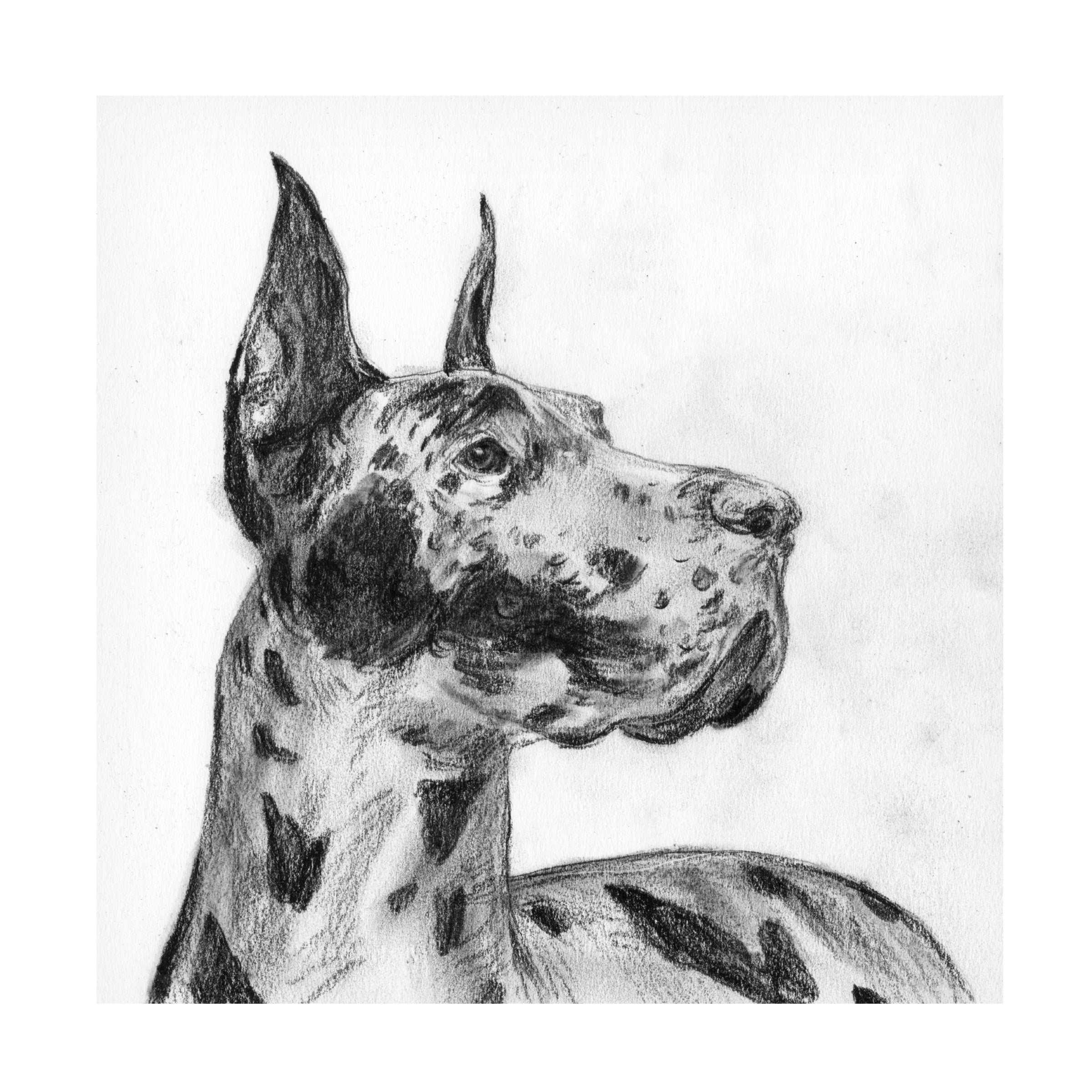 Melissa Wang 'Great Dane Portrait II' Canvas Art