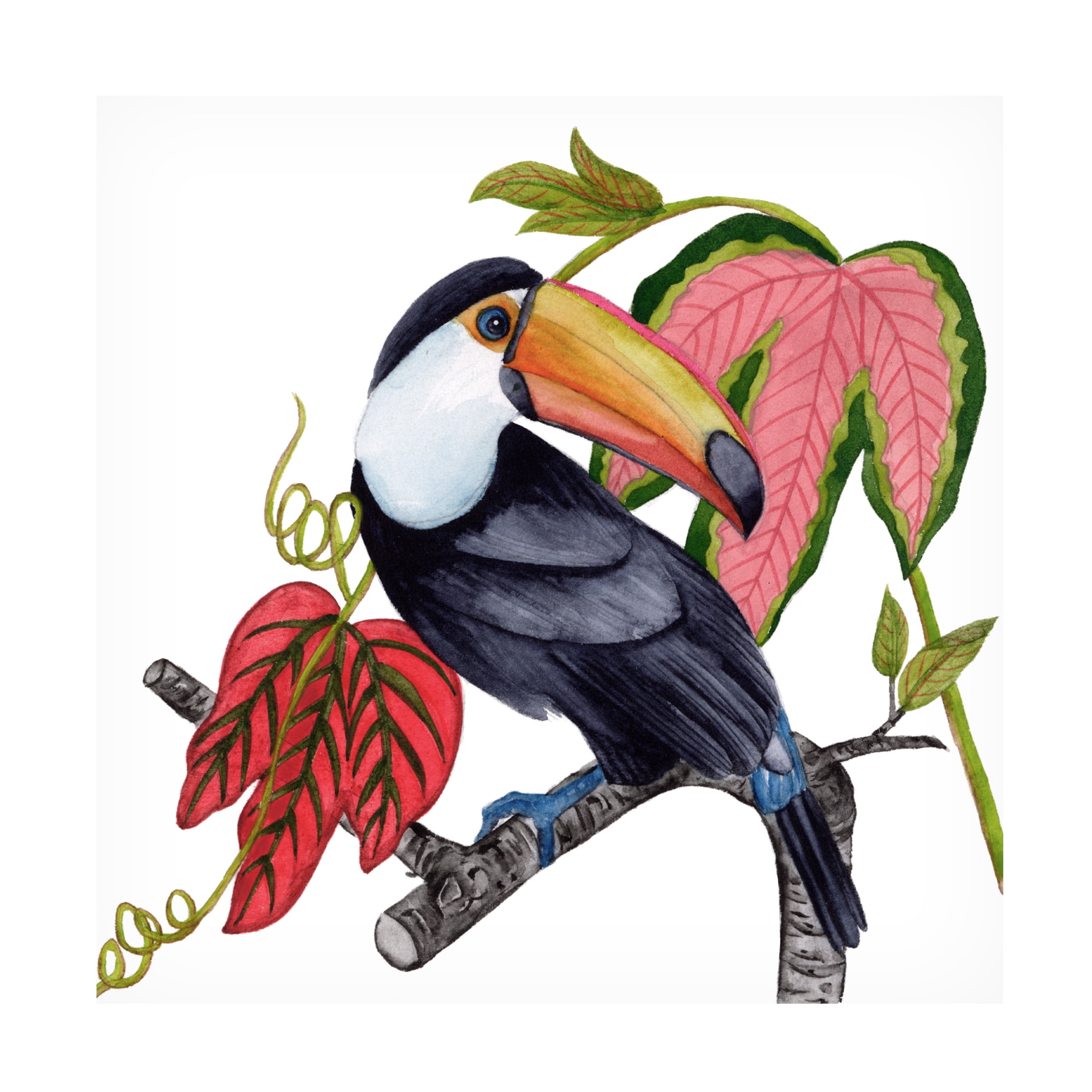 24" x 24" Colorful Toucan on Canvas Art