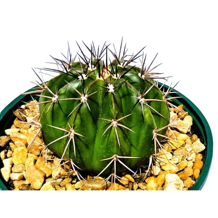 Melocactus curvispinus ssp. caesius