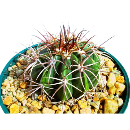 Melocactus curvispinus