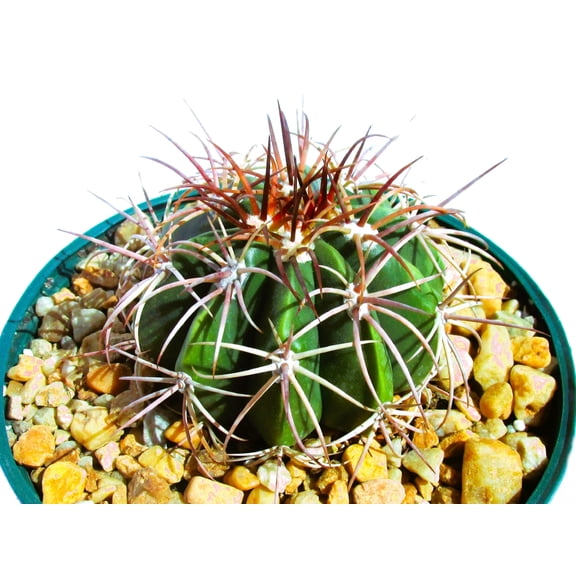 Melocactus curvispinus