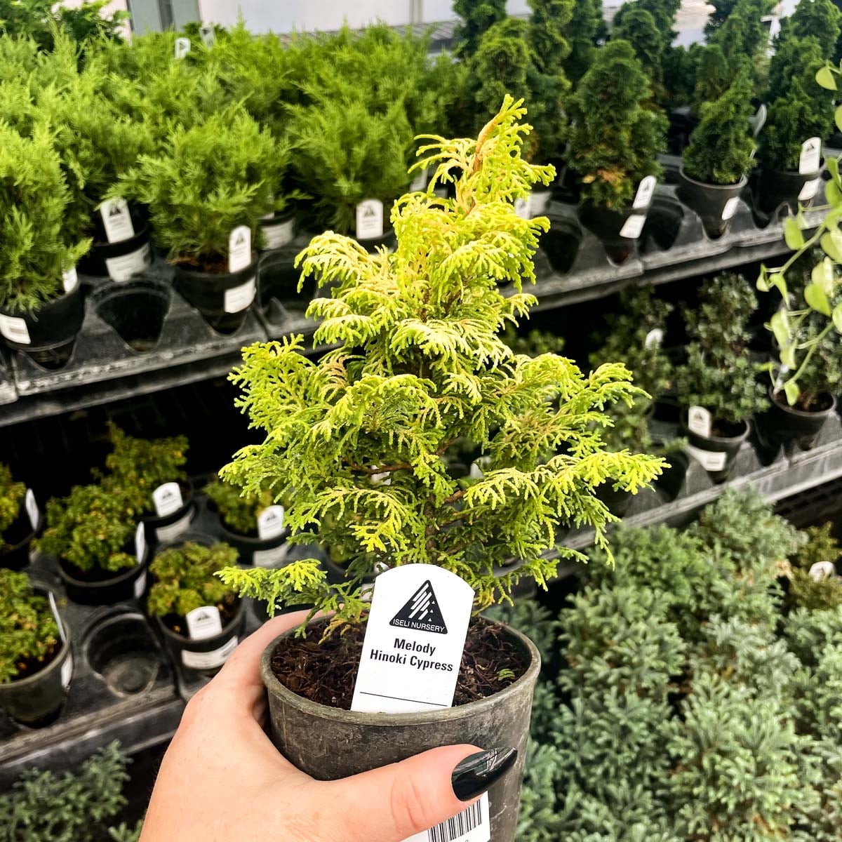 Melody Hinoki Cypress- Live Bonsai Starter Plant - 4