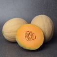 thumbnail image 1 of Melon Accolade F1 Seed, 1 of 1