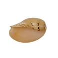 thumbnail image 1 of Melon Decorative Shell 10" up Seashell Table Top Centerpiece, Nautical Home Decor, Big Sea Shells, 1 of 1