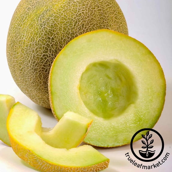 Melon Garden Seeds, Galia - Gallo - 500 Seeds - Non-GMO, Open Pollinated Fruit Gardening Seeds
