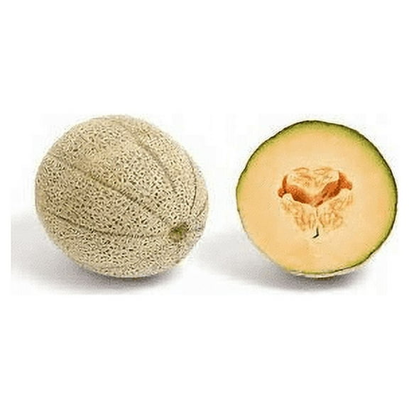Melon Honey Rock Great Heirloom Vegetable by Seed Kingdom Bulk 1 Lb Seeds