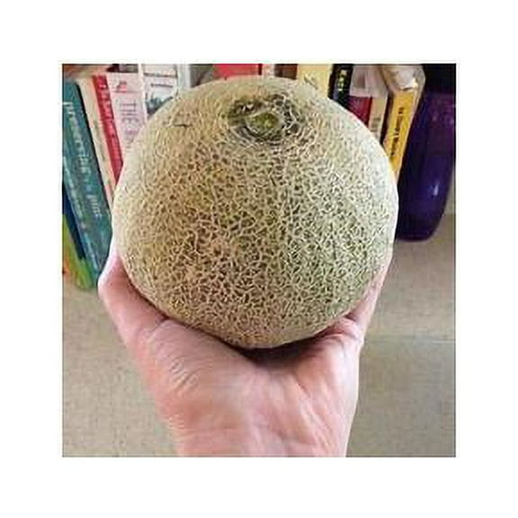 Melon Minnesota Midget Great Heirloom Vegetable by Seed Kingdom Bulk 1/4 Lb Seeds
