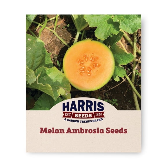Harris Seeds Sweet Melon Ambrosia F1 Hybrid, Treated, 25 Count