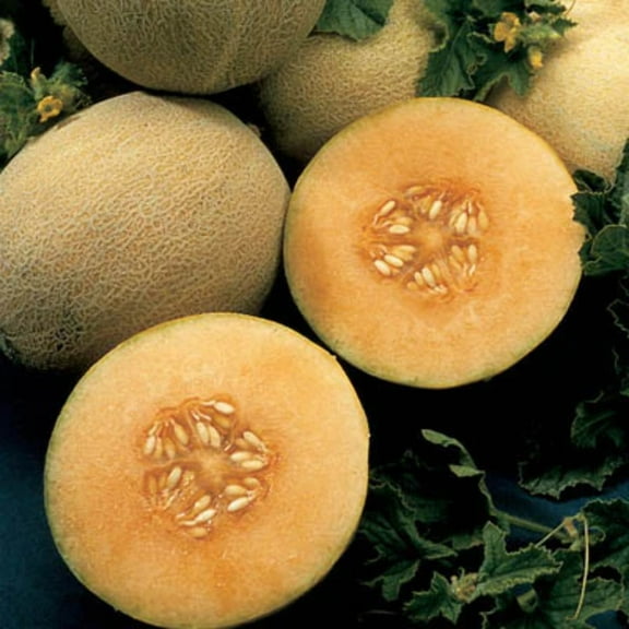Melon Seeds - Ambrosia Variety Melon Seeds - Non-GMO - 25 Seeds