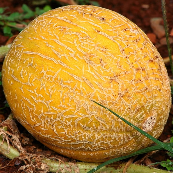 Melon Seeds - Ananas - 1 Lb ~19,200 Seeds - Cucumis melo - Farm & Garden Vegetable / Fruit Seeds - Non-GMO, Heirloom, Open Pollinated, Annual