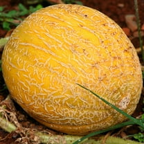 Melon Seeds - Ananas - 3 Gram Packet ~100 Seeds - Cucumis melo - Farm & Garden Vegetable / Fruit Seeds - Non-GMO, Heirloom, Open Pollinated, Annual