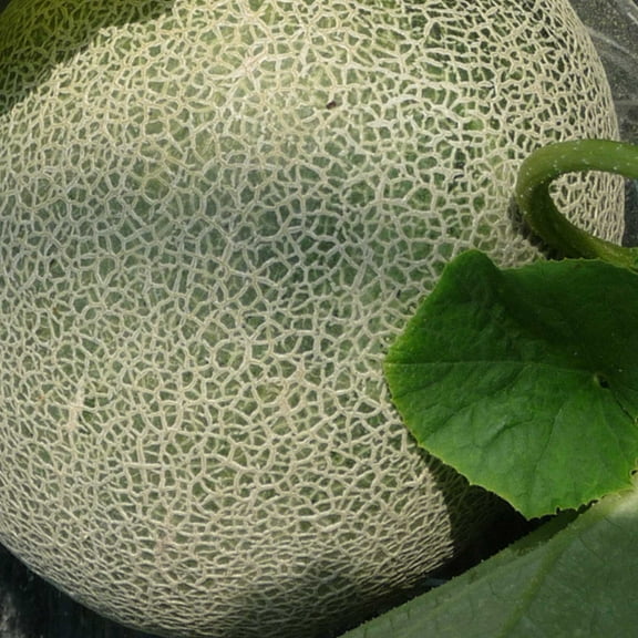 Melon Seeds - Ichiba Kouji - Hybrid - 500 Mg Packet ~50 Seeds - Non-GMO, F1 Hybrid - Asian Garden Fruit