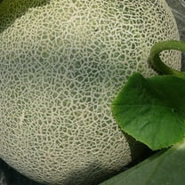 Melon Seeds - Ichiba Kouji - Hybrid - 500 Mg Packet ~50 Seeds - Non-GMO, F1 Hybrid - Asian Garden Fruit