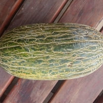 Melon Seeds - Piel de Sapo - 4 g Packet ~90 Seeds - Cucumis melo - Farm & Garden Vegetable/Fruit Seeds - Non-GMO, Heirloom, Open Pollinated, Annual