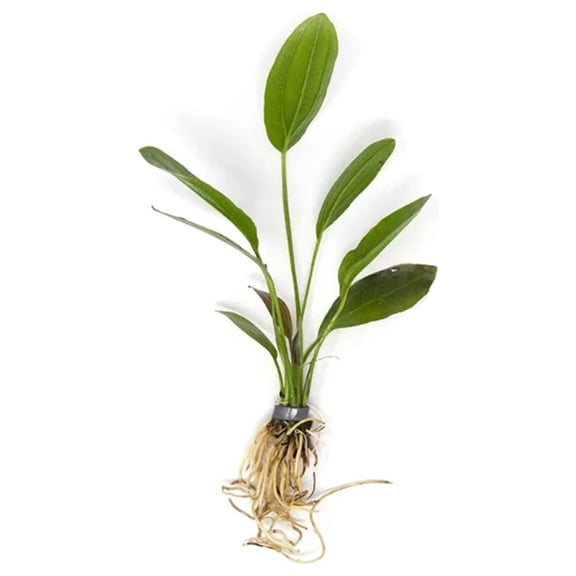 Melon Sword (Echinodorus Osiris) Small Live Aquarium Plants BUY2 GET1 FREE