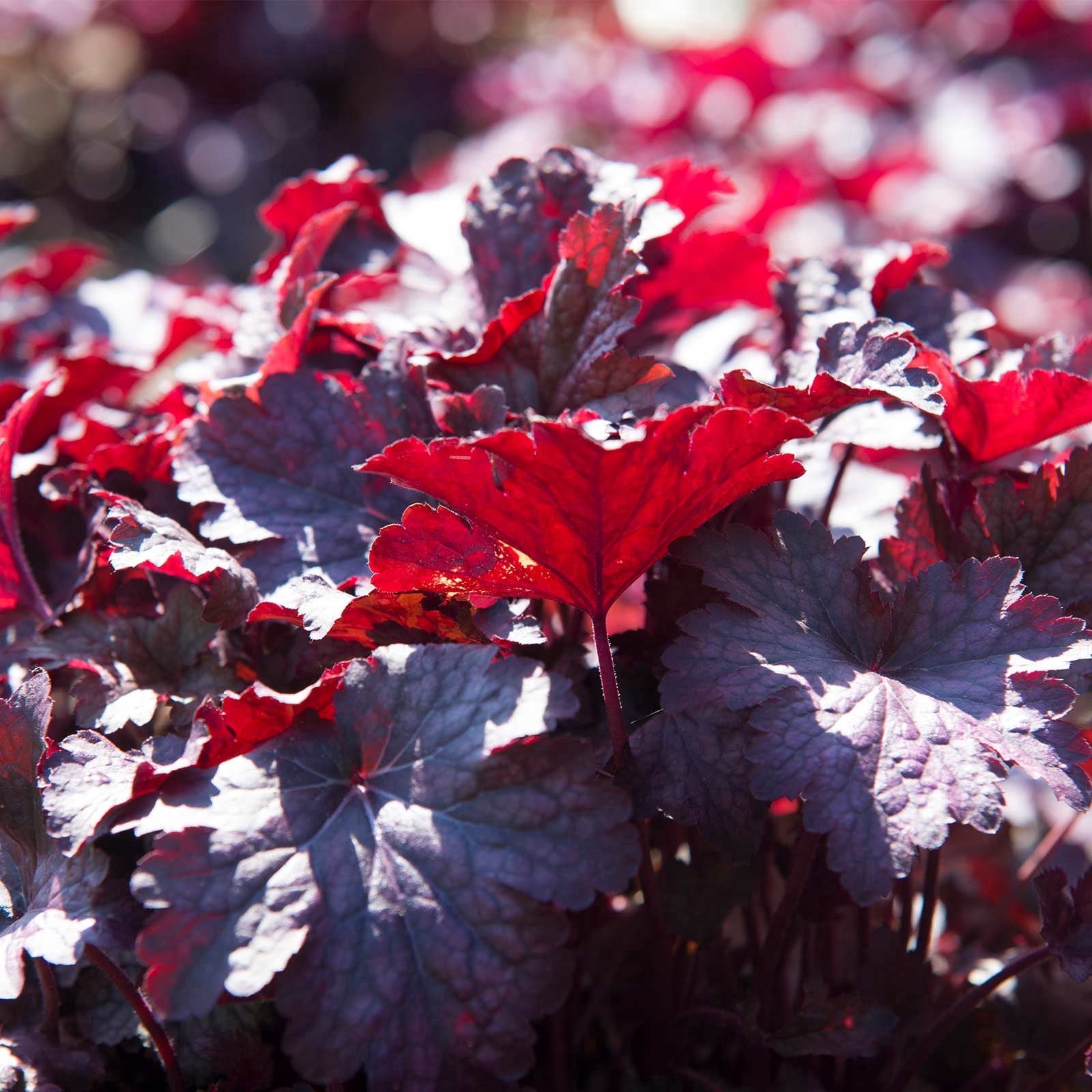 Melting Fire Heuchera Flower Garden Seeds - 500 Seeds - Perennial Decorative House Plants - Heuchera hybrida