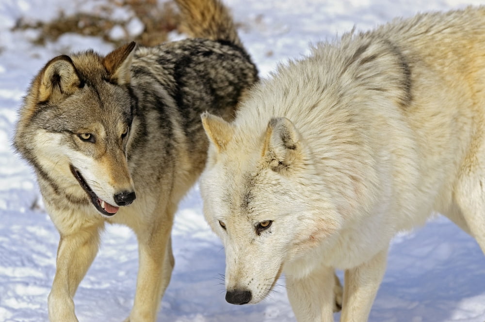 Members Of Wolf Pack Canvas Art - John Pitcher Design Pics (17 x 11)
