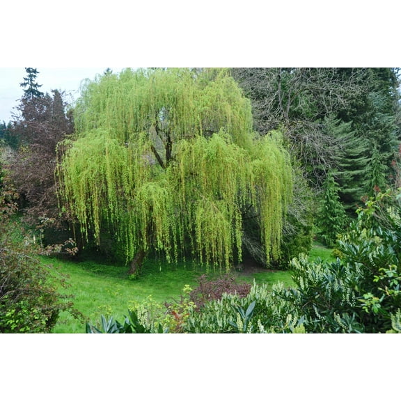 Memorial Weeping Willow Tree to Grow - Beautiful Arching Canopy