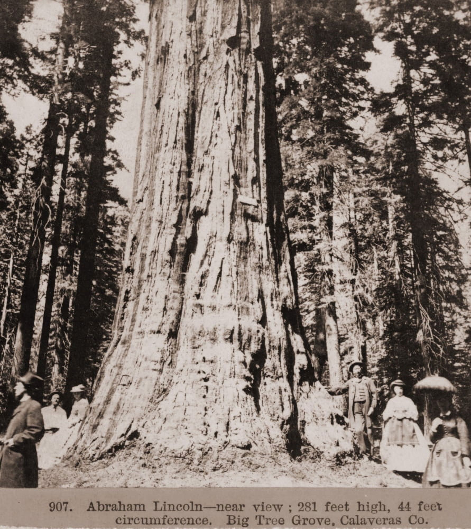 Men And Women Stand Beneath A Mammoth Sequoia Named Abraham Lincoln In The Big Tree Grove Of Calaveras County History (18 x 24) - image 1 of 1