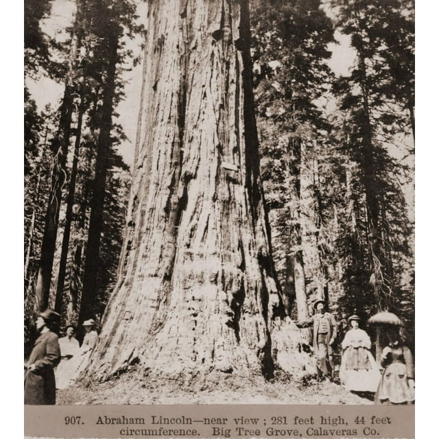 Men And Women Stand Beneath A Mammoth Sequoia Named Abraham Lincoln In The Big Tree Grove Of Calaveras County History (18 x 24)