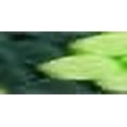 thumbnail image 1 of Mendota Products Slip Lead, 1/2" X 6', Green/Lime, Dogs, 1 of 1