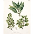 thumbnail image 1 of Mentha Arvensis, Peppermint Poster Print By Mary Evans Natural History Museum (18 X 24), 1 of 3