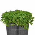 thumbnail image 2 of 100+ Seeds Corsican Mint Mentha Requienii Herb Fragrant Ground Cover Flower Seeds Perfect For Planting And Gifting 2 of 9