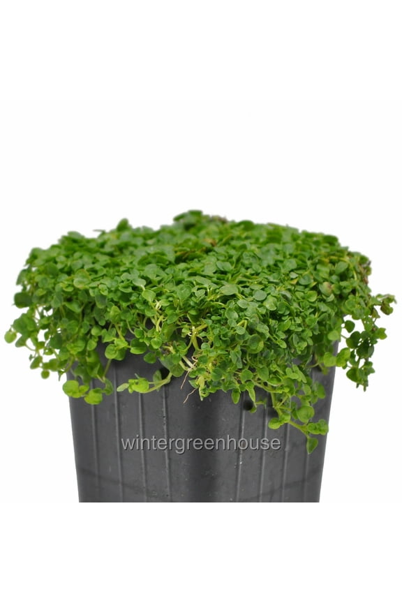 Mentha Requienii, Mint Corsican - Pot Size: 3" (2.6x3.5") - Fragrant Plants, Ground Cover Plants