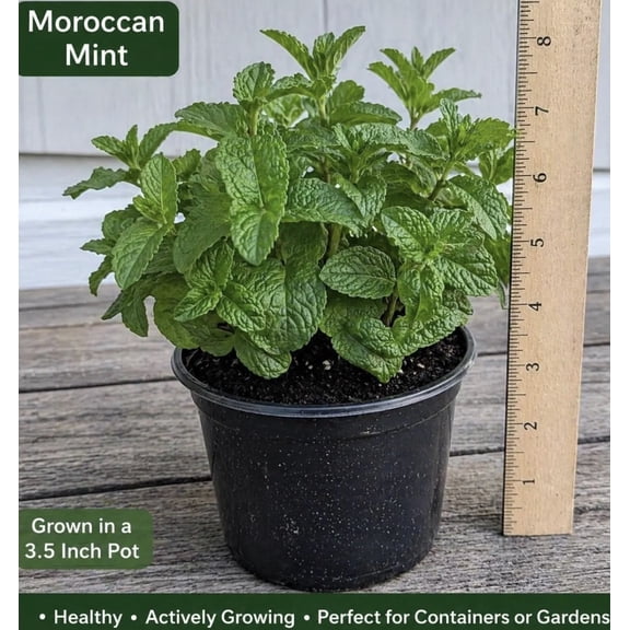 Mentha spicata 'Marocco' - Moroccan mint 3.5 inch pot Certified Organic