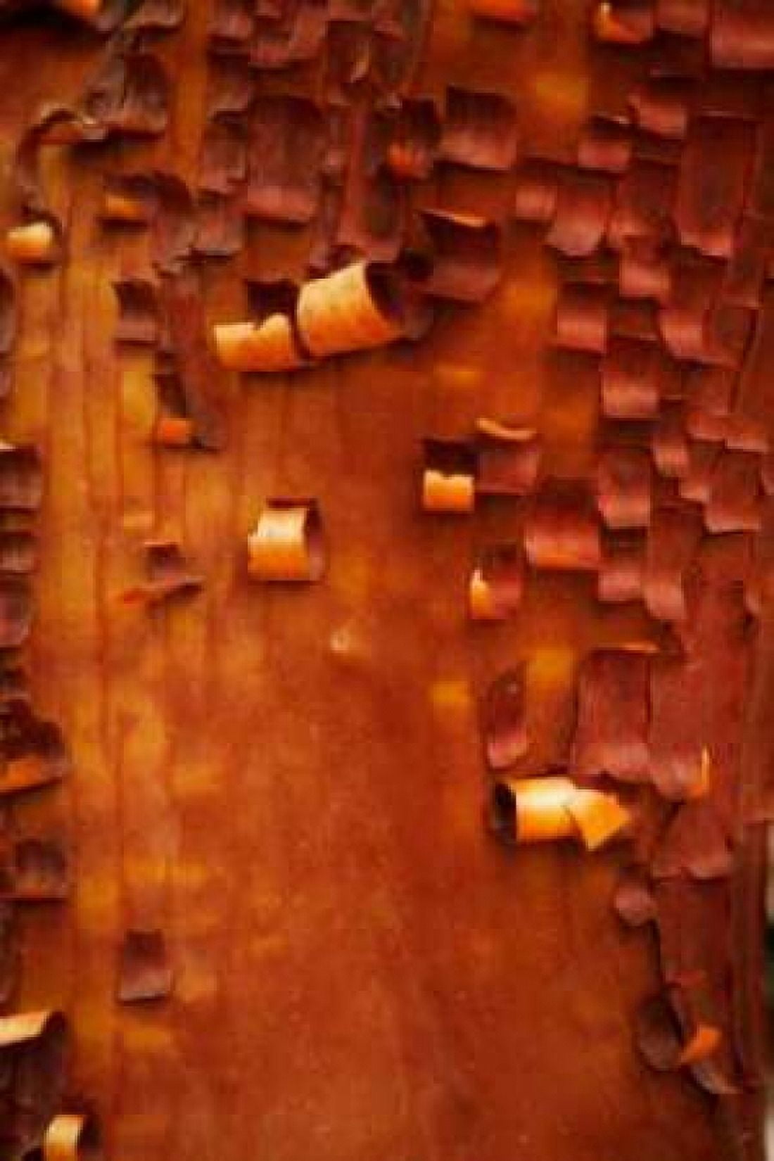 Menzanita Mosaic I Canvas Art - Vitaly Geyman (24 x 36)