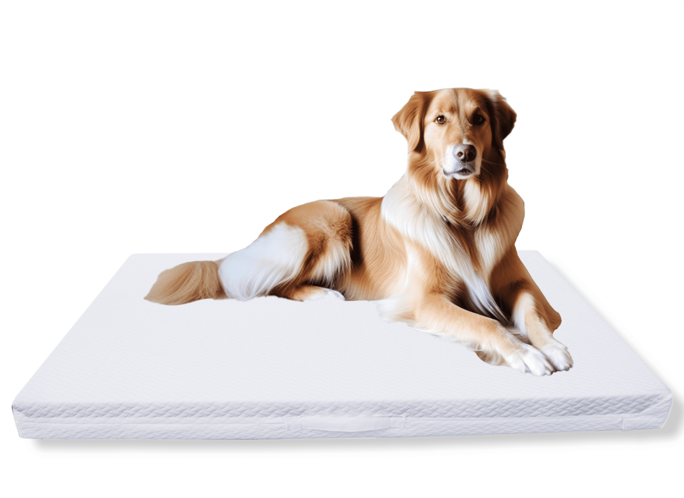 FABLE Dog Bed - Extra Soft Dog Bed – Minimalist Design – Water Resistant,  Easy to Clean Exterior - Machine Washable – Memory Foam Interior – Dark