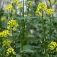 thumbnail image 1 of White Ice Mustard Garden Seeds - 25 Lb - Certified Organic, Non-GMO - Herb & Microgreens Seeds - Grow Micro Greens, 1 of 3