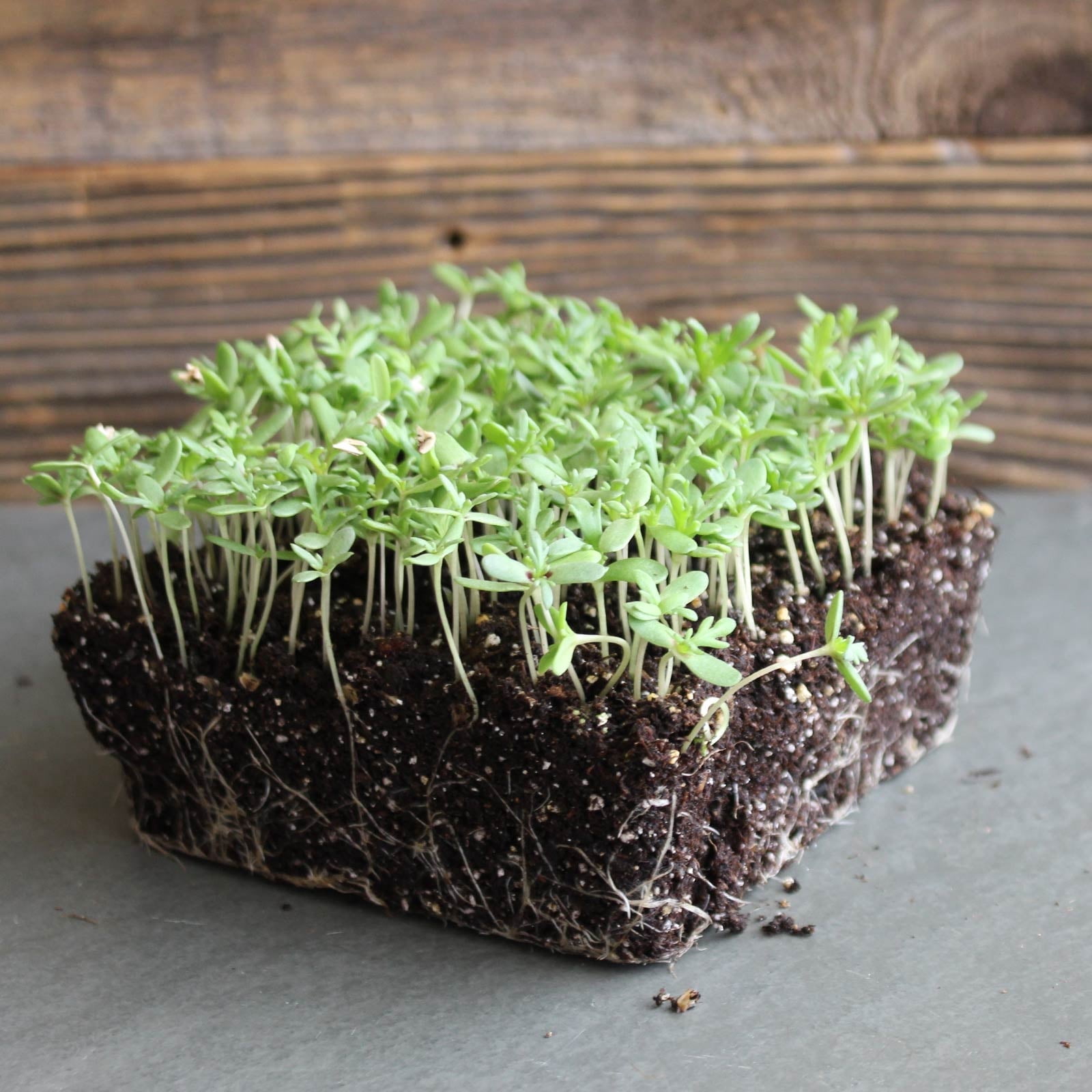 Shungiku - Three Color Daisy Seeds - 1 Oz - Non-GMO Edible Flower & Microgreens Seeds - Exotic Micro Greens - AKA - Tricolor Daisy